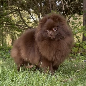 Charm City's Penny Lane BCAT