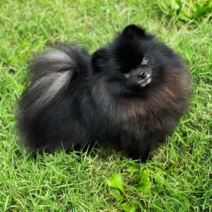 Charm City N BallOFurs Black Label