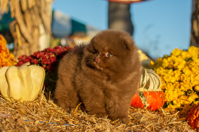 Charm City’s Pumpkin Spice It Up
