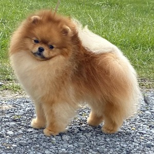 CH Stealurheart's Fame Fortune And Romance (Tino)