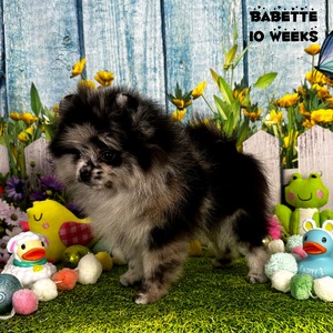 Charm City's Miss Bunny