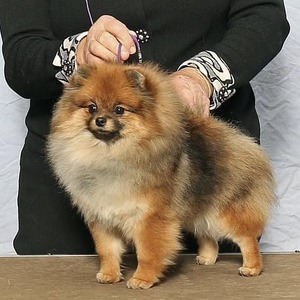 GCH CH Charm City’s Age Of Aquarius