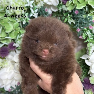 Charm City’s In Queso You Want Dessert (Churro)