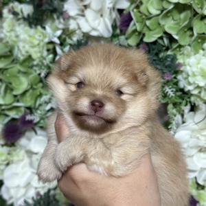 Charm City’s Blonde Ambition (Blondie)