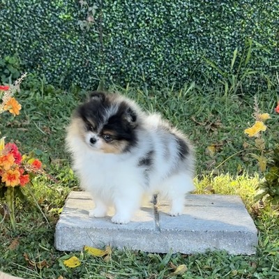 Charm City's Painted In Abstract