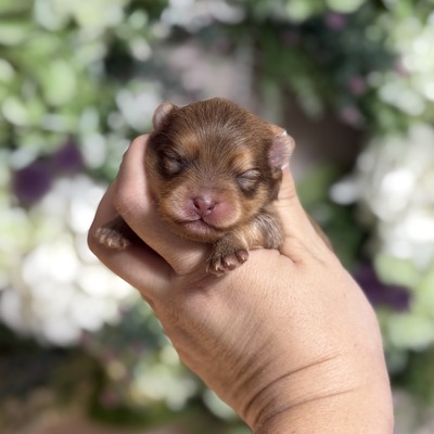 Charm City’s Caramel Chase