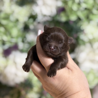 Charm City’s A Sweet Chase