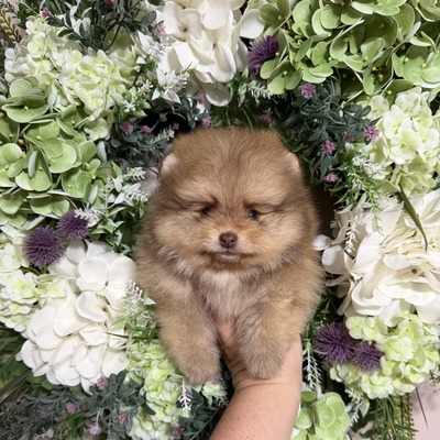 Charm City’s Caramel Chase