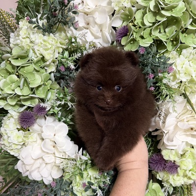 Charm City’s A Sweet Chase