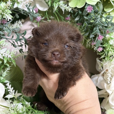 Charm City’s Sweet Saint