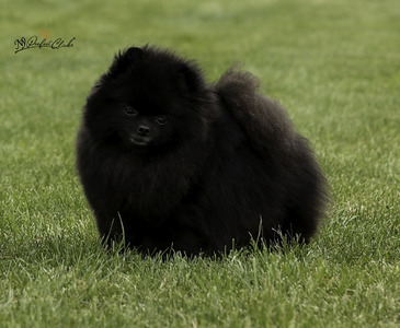 CH Charm City's Dancing Sugarplum (Sugar)