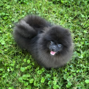 Charm City N BallOFurs Moonlight Martini