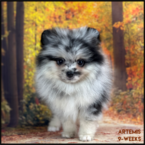 Charm City's Full Moon Rising