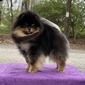 GCH CH Charm City's Love & Money (Eddie)