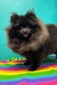 Ballofur's Spicy Margarita (Rita)