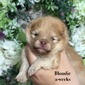 Charm City’s Blonde Ambition (Blondie)