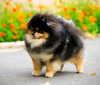 Intime Poms Key To My Kingdom