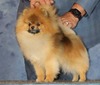 CH Bellamor's 1nOnly (Nathan)