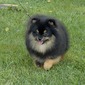Carleez You Rock My World (Roxie)