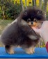 Sunryze Poms Good Morning Baltimore