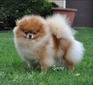 GCH CH Horizon’s Can You Believe It?