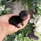 Little Boy