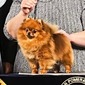 GCH Coventry's If You Please