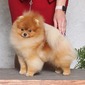 BISS GCHS CH Ballofurs Happiness Is A Warm Pom (Johnny)