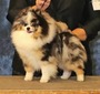 GCH CH Windsong's Merled Masterpiece (Picasso)