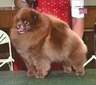 GCH CH Abbapoola's Roxanne